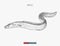 Hand drawn river eel fish isolated. Engraved style vector illustration.