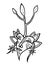 Hand drawn root vegetable character in unique ornate style. Beet growing . Black and white vector illustration
