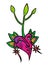 Hand drawn root vegetable character in unique ornate style. Beet growing . Vector illustration