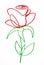 Hand drawn rose flower outline illustration on white