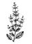 Hand drawn Salvia botanical illustration with leaves and flowers. Common Sage - herbs and spice. Engraved style herbal plant