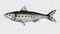 Hand drawn sardine fish illustration