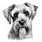 Hand-Drawn Schnauzer Face Clipart for Coloring Book on White Background AI Generated