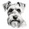 Hand-drawn Schnauzer Face Clipart Image for Coloring Book on White Background AI Generated