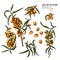 Hand drawn sea buckthorn branch. Vector colorfull engraved illustration. Healing tea and medical eatable berry. Food