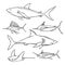 Hand drawn sea fish. Sharks. Vector sketch  illustration