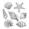 Hand drawn sea shells. Starfish shellfish tropical mollusk in vintage engraving style. Seashell isolated vector