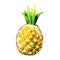 Hand drawn seamless watercolor isolated single pineapple