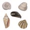 Hand drawn seashells collection in watercolor