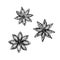 Hand drawn set with anise sketch flower star. Spring vector outline drawing illustration. Floral botanical cooking food.