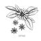 Hand drawn set with anise sketch flower star. Spring vector outline drawing illustration. Floral botanical cooking food.