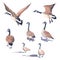 Hand drawn set of Canada geese on a white background