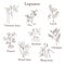 Hand drawn set of culinary agricultural legume plants