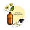 Hand drawn set of essential oils. Vector celandine flower. Medicinal herb with vintage glass dropper bottle. Colored