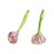 Hand drawn set of garlic on white background. Watercolor isolated fresh vegetables