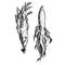 Hand drawn set of ginseng roots. Vintage vector sketch