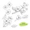 Hand drawn set Jasmine flower with leaves. Black line botanical drawing