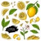 Hand drawn set of lemon, slices pieces, half, flower, seed and leaves