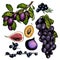 Hand drawn set of purple tropical fuits. Vector colored isolated objects. Plum branch and slice, grape, fig, acai berry