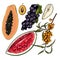 Hand drawn set of tropical fuits. Vector colored isolated objects. Sea buckthorn and grape branch, papaya, watermelon