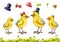 Hand-drawn set of yellow fluffy chickens, hats, grass and dandelions. Chickens in different hats or with a bow on his