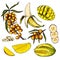 Hand drawn set of yellow tropical fuits. Vector colored isolated objects. Sea buckthorn branch and berry, banana, mango