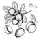 Hand drawn shea plant branch and nuts. Engraved vector illustration. Medical, cosmetic plant. Moisturizing butter