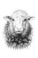 Hand drawn sheep portrait, sketch graphics monochrome illustration