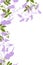 Hand drawn side border of purple and green vines and leaves and vines