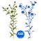 Hand drawn silhouettes of flax plant