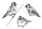 Hand Drawn Sitting Goldfinch  Birds