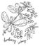 Hand drawn sketch of barberry branch