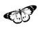 Hand drawn sketch of butterfly in black color. Isolated on white background. Drawing for posters, decoration and print