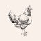 Hand Drawn Sketch Chicken Hen Vector illustration