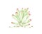 Hand Drawn Sketch of Crassula Ovata Succulents Plant