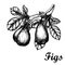 Hand drawn sketch with figs branch. Eco foods.