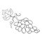 Hand drawn sketch fruit - grape. Eco food. Vector illustration.