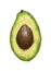 Hand drawn sketch of half avocado in color. Isolated on white background. Drawing for posters, decoration and print