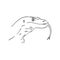 hand drawn, sketch illustration of Komodo dragon. varan vector sketch illustration