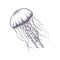 Hand drawn sketch isolated jellyfish, marine animals