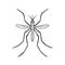 Hand drawn sketch of mosquito. Top view. Vector illustration.