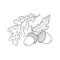 Hand drawn sketch of oak leaf, branch and acorn