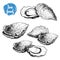 Hand drawn sketch oyster compositions set. Hand drawn illustration of fresh seafood. Isolated on white background collection.