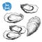 Hand drawn sketch oyster set. Hand drawn illustration of fresh seafood. Isolated on white background collection.