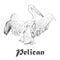 Hand drawn sketch of pelican with spread wings. Vector