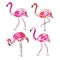 Hand drawn sketch pink flamingo vector set.