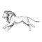 Hand drawn sketch of running lion. Vector illustration.
