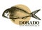 Hand drawn sketch seafood vector vintage illustration of dorado fish. Can be use for menu or packaging design. Engraved