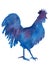 Hand drawn sketch silhouette of a purple blue rooster isolated on white back ground