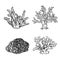 Hand drawn sketch style corals set. Black line engraved style. Vintage looking underwater icons. Vector illustrations
